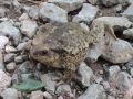 Bufo bufo