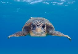 Caretta caretta