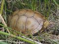 Emys orbicularis