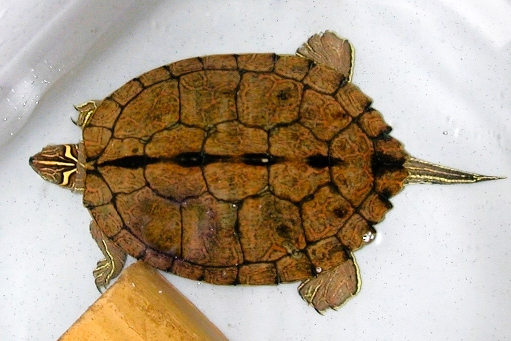 Graptemys pseudogeographica kohni
