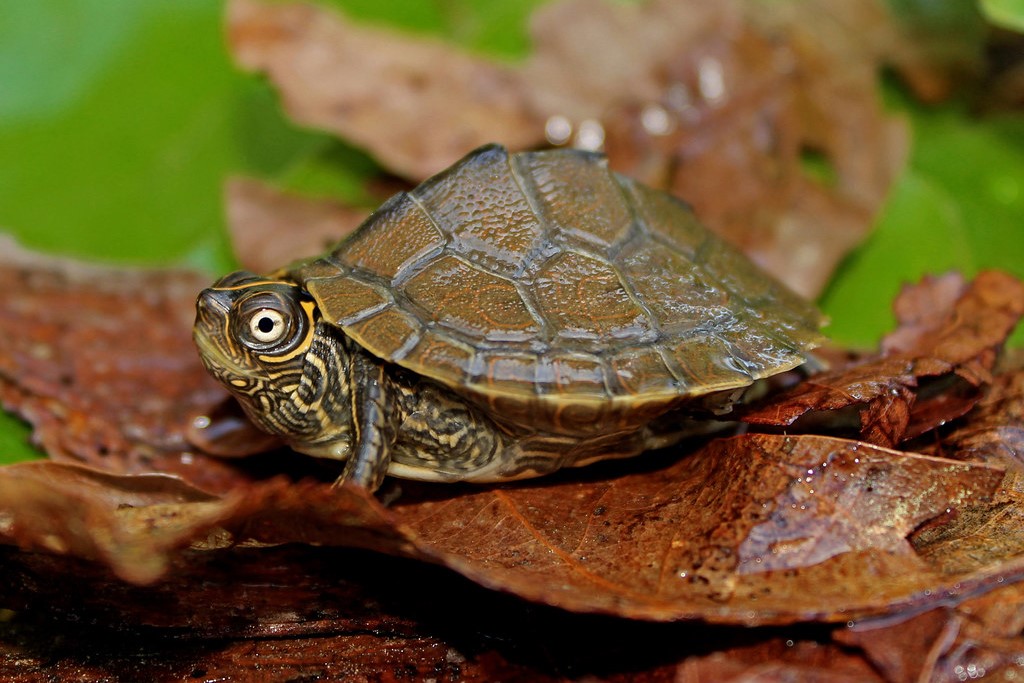 Thumbnail 2 Graptemys pseudogeographica kohni