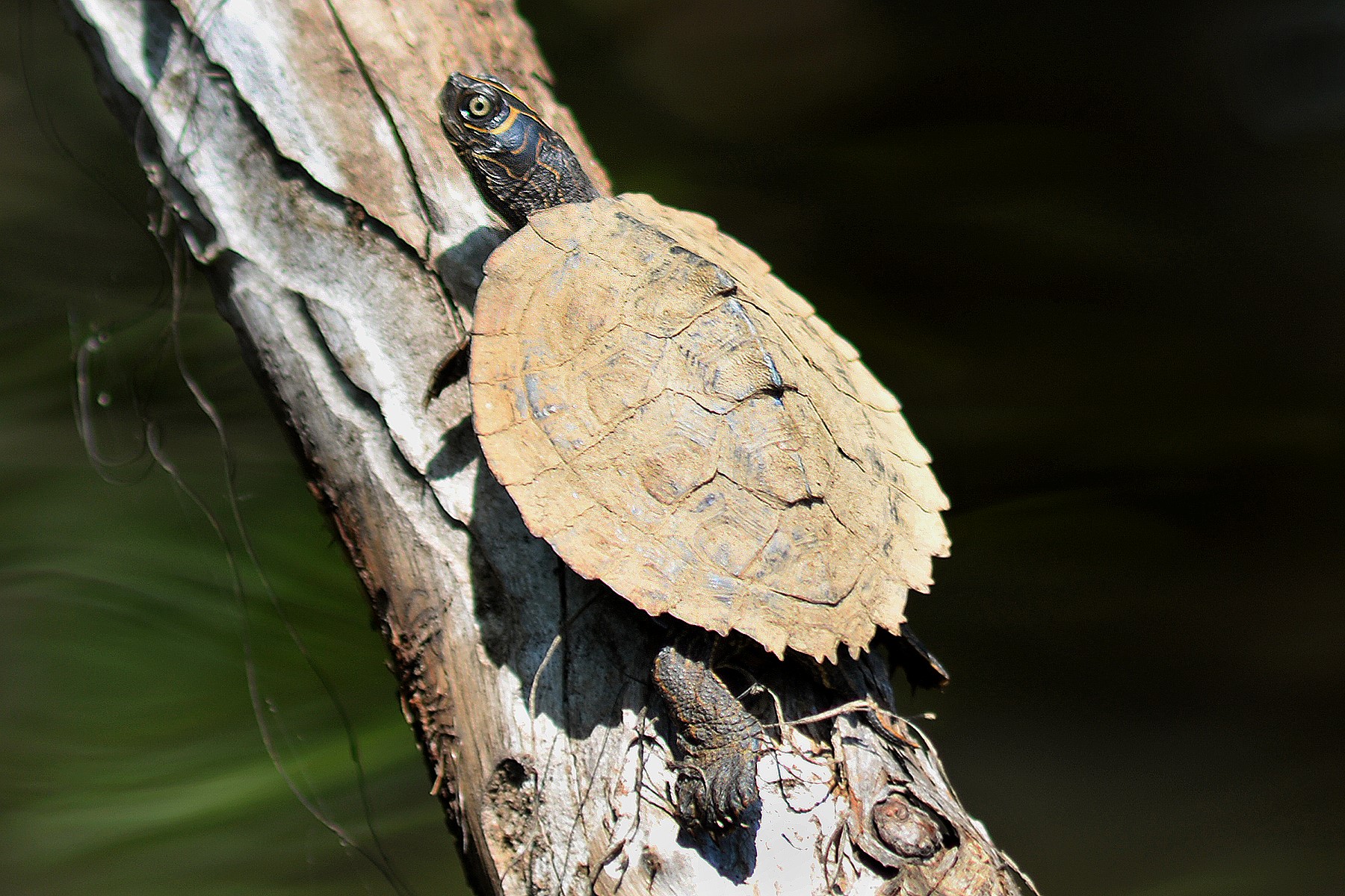 Thumbnail 4 Graptemys pseudogeographica kohni