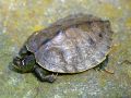 Graptemys pseudogeographica