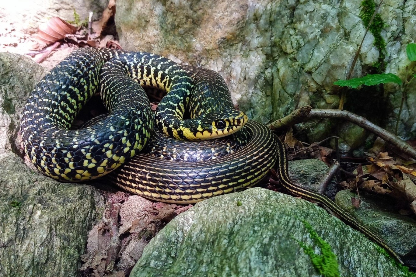 Hierophis Viridiflavus Western Whip Snake Hierophis Viridiflavus Western Whip Snake