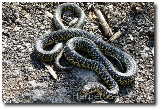 Thumbnail 8 Hierophis viridiflavus