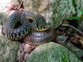 Hierophis viridiflavus