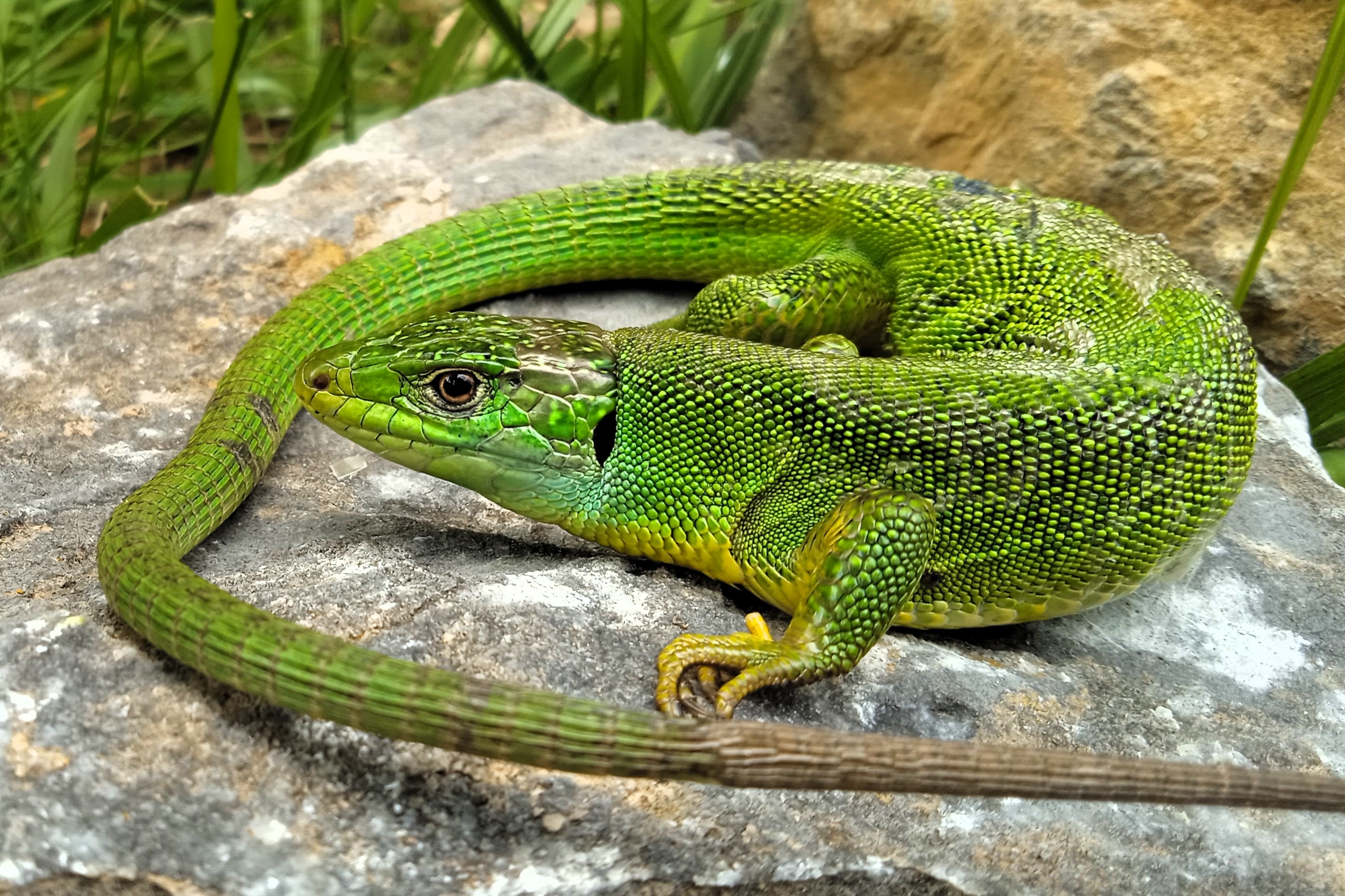 Lacerta bilineata