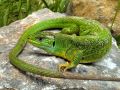 Lacerta bilineata