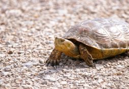 Mauremys leprosa