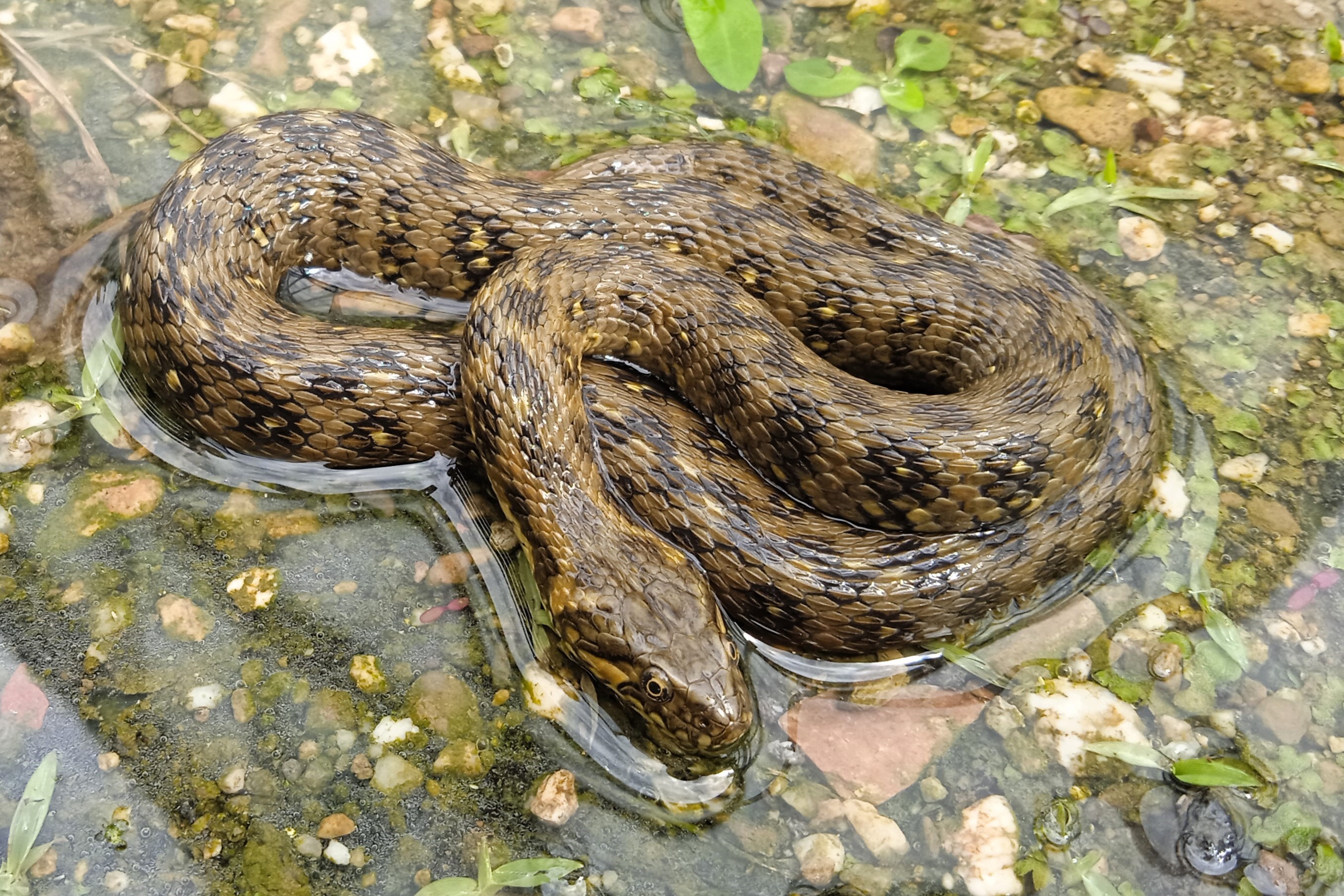 Natrix maura