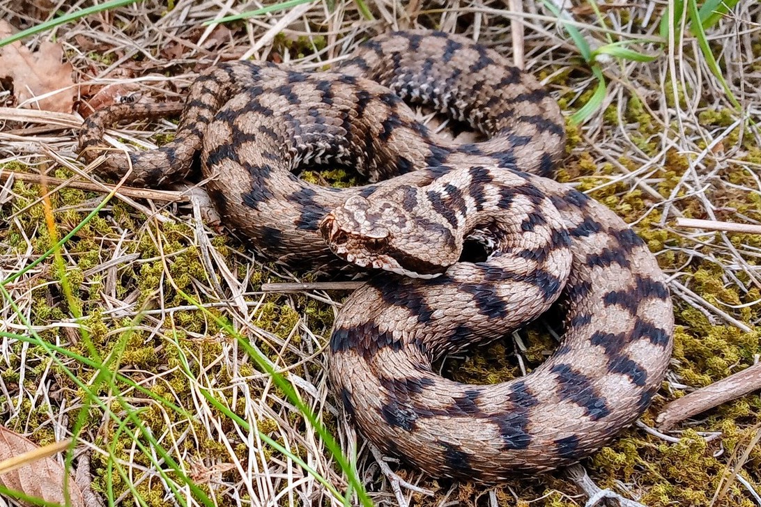 Thumbnail 5 Vipera aspis