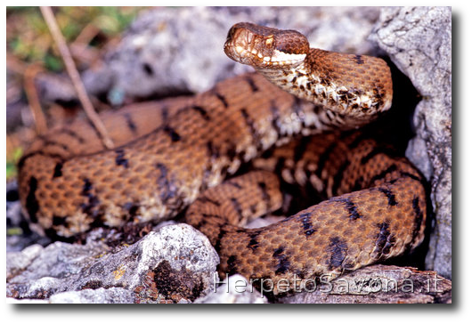 Thumbnail 11 Vipera aspis
